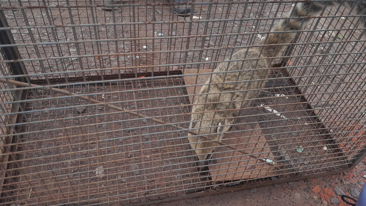 Agentes Rurales rescataron un Coatí
