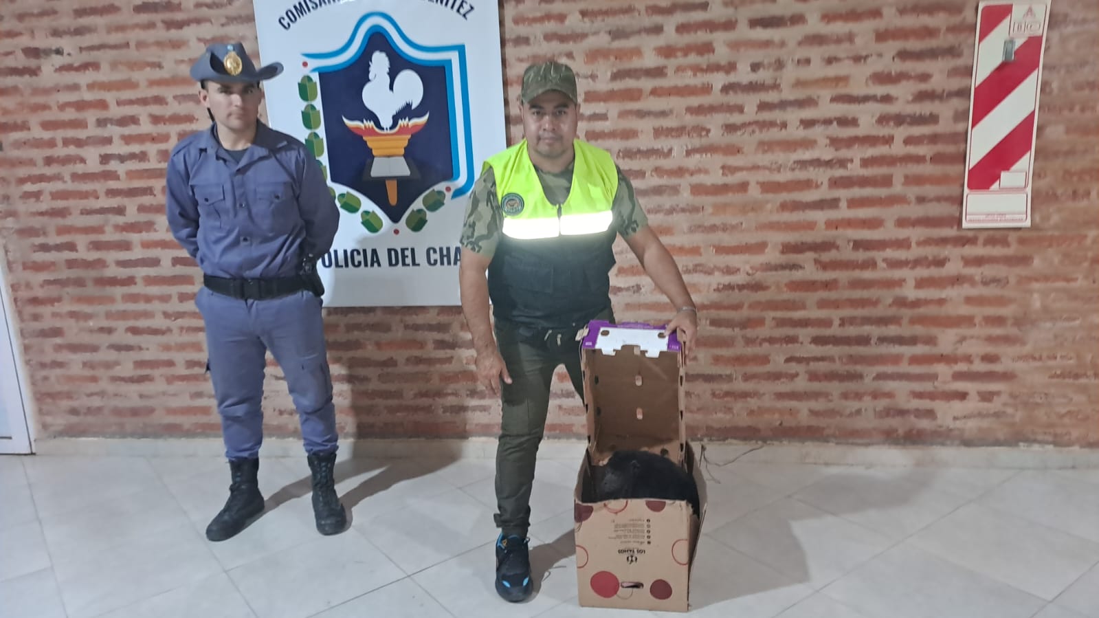 Un mono se electrocutó y ahora está al cuidado de especialistas