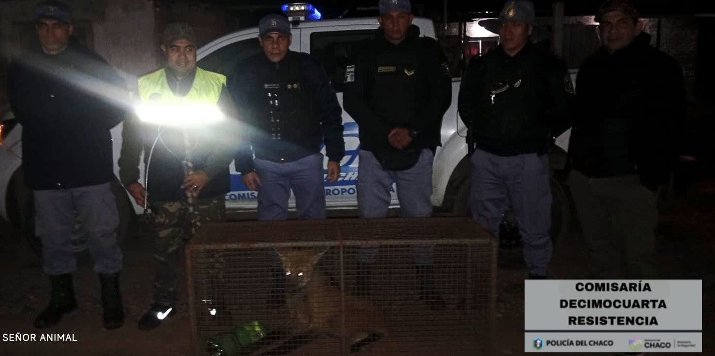 Resistencia: rescatan un Aguará Guazú en una vivienda