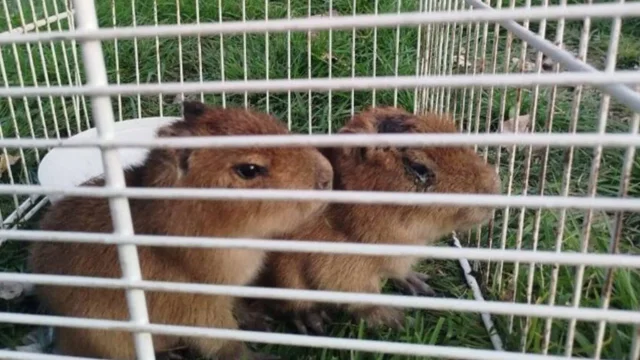 Horror cerca de Rosario: rescatan carpinchos bebés que estaban a punto de convertirse en milanesas de capibara