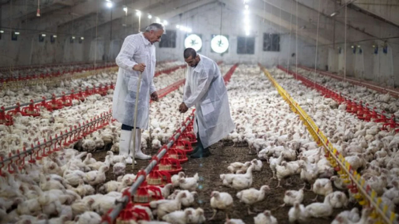 Brasil instala barreras sanitarias por un brote de gripe aviar que frena las exportaciones