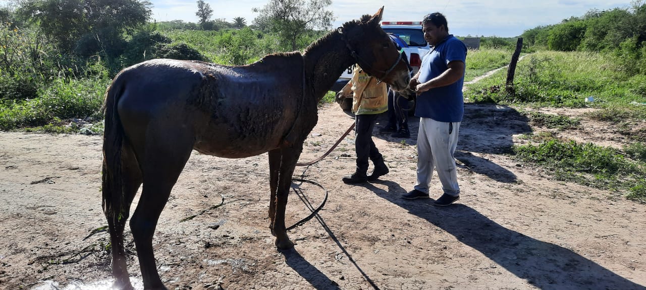 Con herramientas y esfuerzo, bomberos salvaron a un caballo de una cuneta