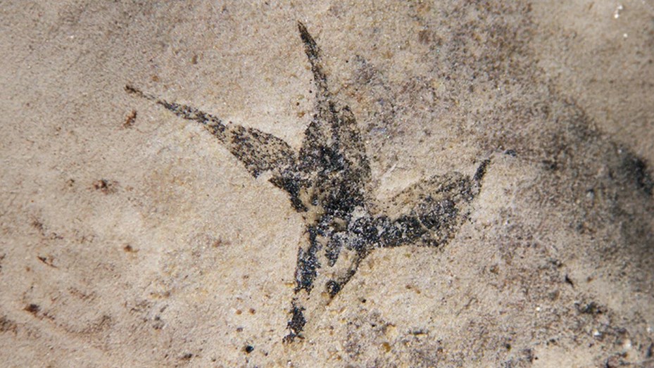 Hallaron en San Luis la flor más antigua de Argentina