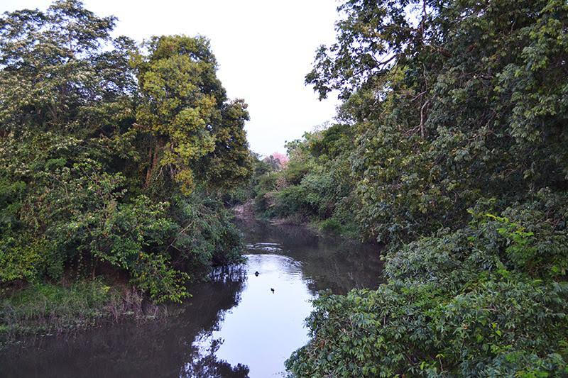 La Ley Nacional de Bosques 26.331 es de suma importancia para la provincia del Chaco