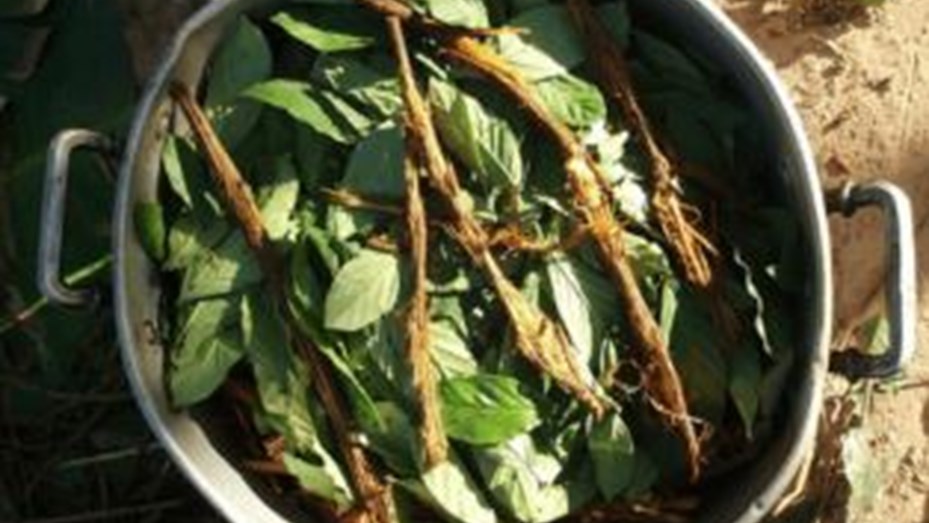Investigan la muerte de un estadounidense tras consumir ayahuasca en Perú