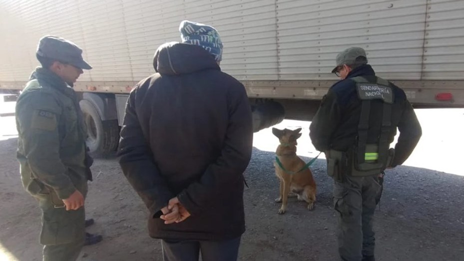 Operativo en Salta: el perro “Minos” detectó 40 kilos de pasta base en un camión boliviano