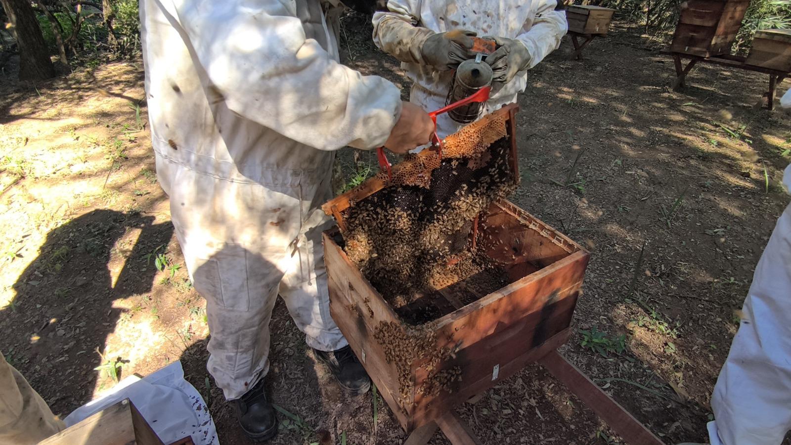 Gran noticia: Chaco lidera la producción de miel orgánica en la Argentina