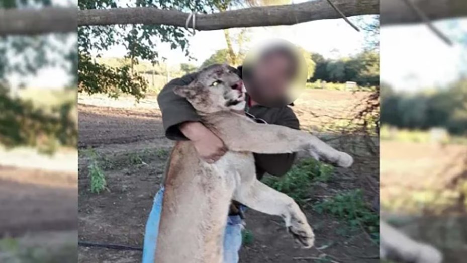 Investigan a dos hombres por cazar a una especie silvestre amparada por la ley