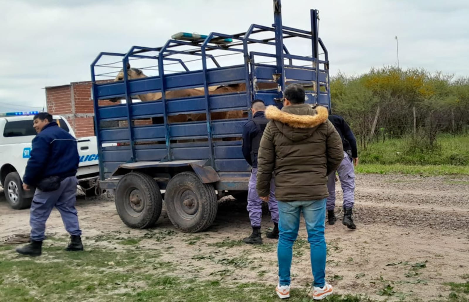 Secuestro de equinos: el Municipio y la Policía controlan la presencia de animales sueltos en la vía pública