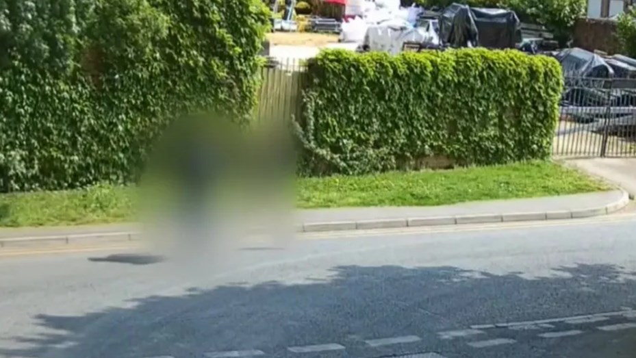 Condenaron a dos adolescentes a un año y nueve meses de cárcel por torturar y matar gatos