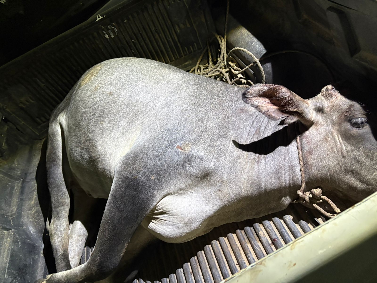 Intentaron llevarse una vaquilla en la camioneta, terminaron presos