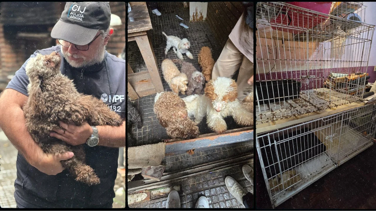 Rescataron a 14 perros caniches hacinados de un criadero ilegal en Flores