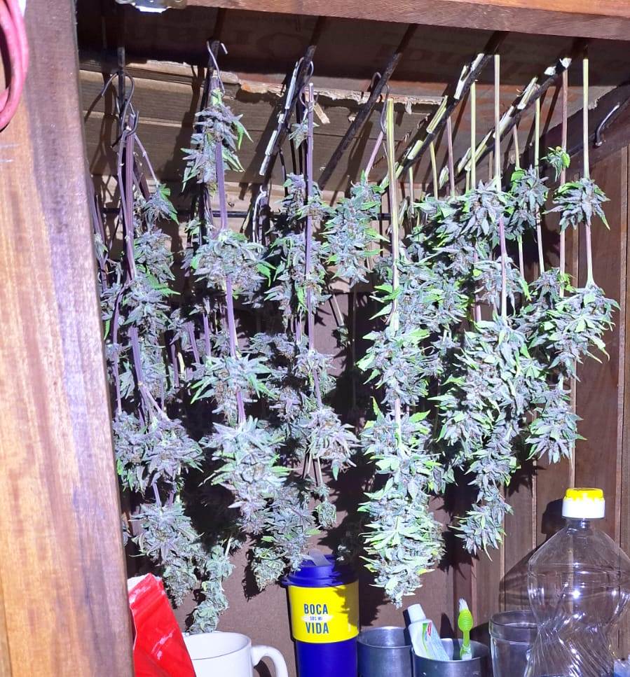 Tenía plantas y cogollos de marihuana en su casa listos para la venta