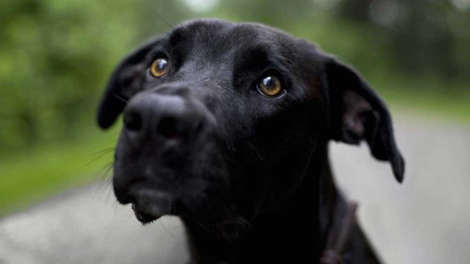 Chubut: investigan a un hombre acusado de matar a tres perros con veneno letal para humanos