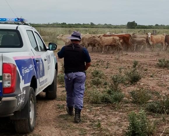 Recuperaron 15 vacas buscadas por abigeato: Valdrían más de 10 millones