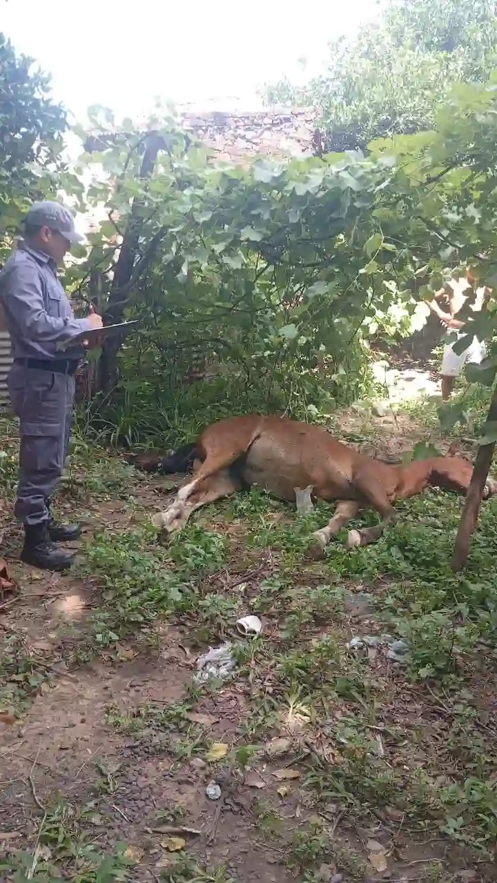 Resistencia: lo detuvieron por la muerte del caballo de su vecina