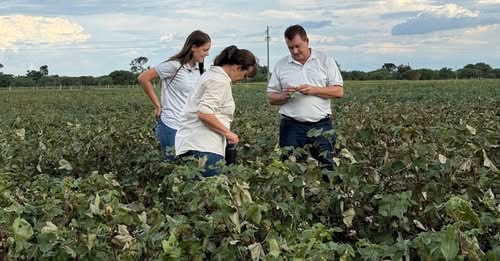 Dudik sobre el incentivo para la siembra de algodón: «Es un nuevo esfuerzo en apoyo al campo»