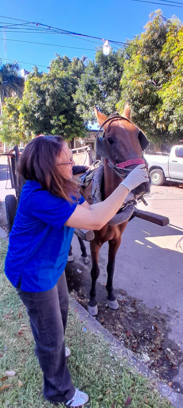 El municipio halló un adoptante responsable para el último caballo que se encontraba a su resguardo tras ser incautado