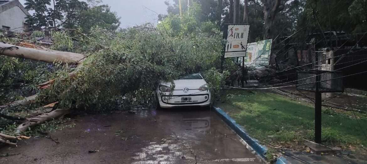 Un árbol cayó sobre un automóvil en Resistencia y provocó daños en el tendido eléctrico