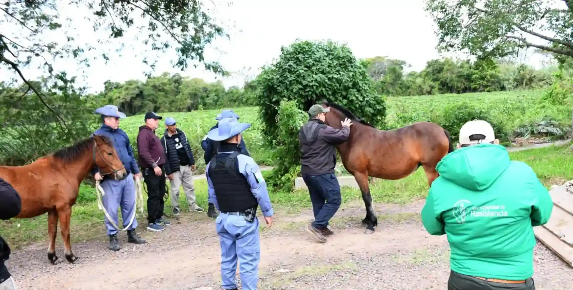 Caballos sueltos: el Municipio continúa con el secuestro de animales en el barrio Mujeres Argentinas