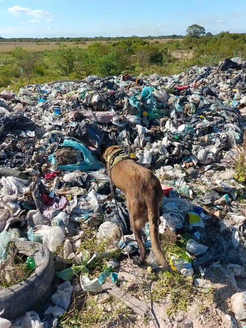 Rastrillajes en Fontana y Puerto Tirol: con más de 200 efectivos, continúa la búsqueda de Axel González