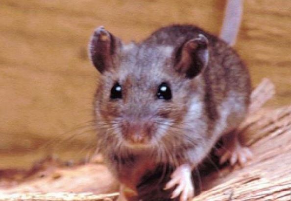 El paciente internado con hantavirus en Bariloche tiene la cepa Andes